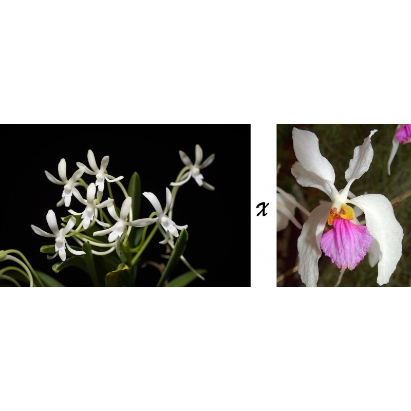 vanda falcata x holcoglossum kimballianum