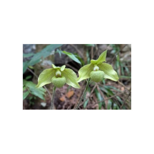 paphiopedilum jackii