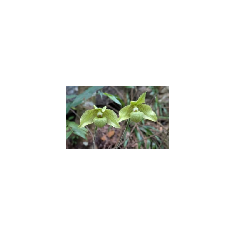 paphiopedilum jackii