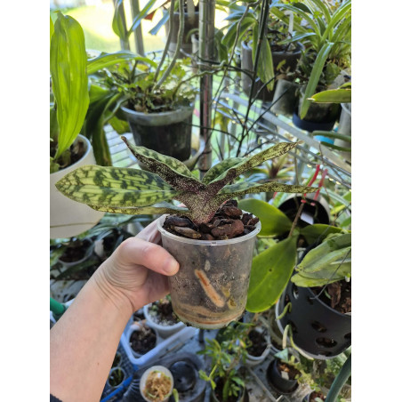 paphiopedilum jackii