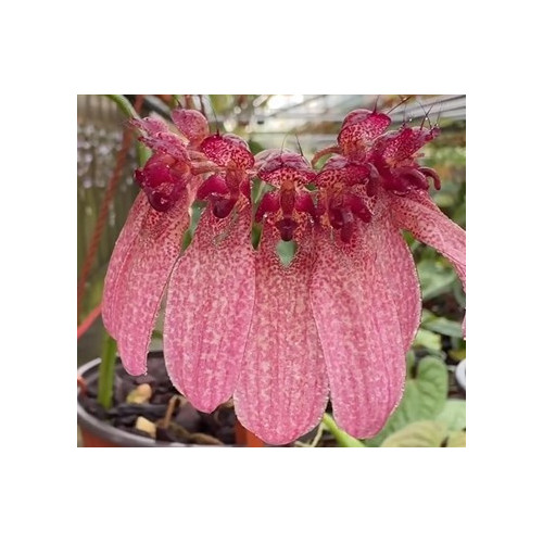 bulbophyllum eberhardtii