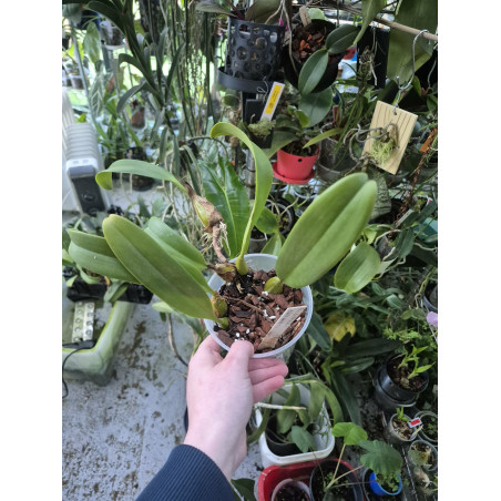 bulbophyllum eberhardtii