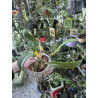 bulbophyllum eberhardtii