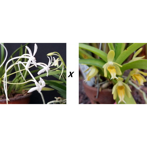 vanda lamellata alba x falcata - Vanda Premier