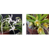 vanda lamellata alba x falcata - Vanda Premier