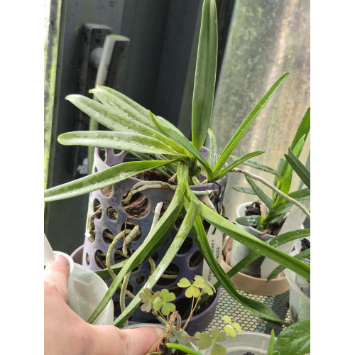 COLLECTION KAY ORCHID - renanthera philippinensis x vanda falcata