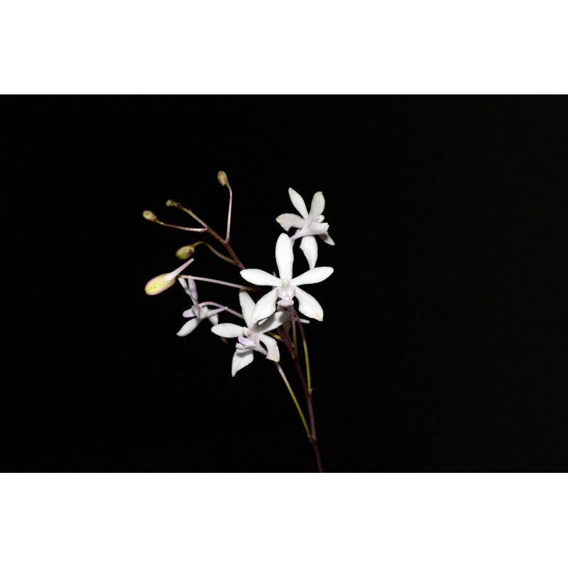 vanda falcata x phalaenopsis lindenii