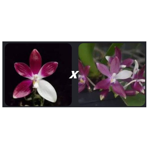 phalaenopsis tetraspis imperatrix purple x red
