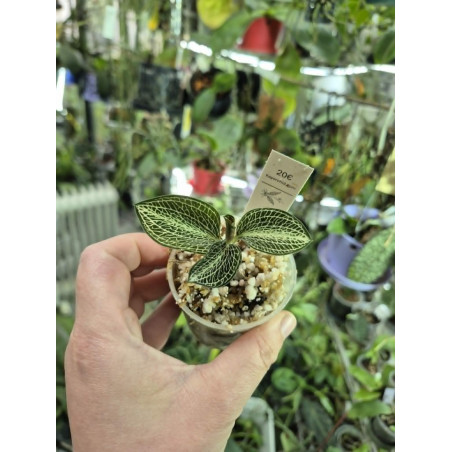 anoectochilus siamensis - jewel orchid