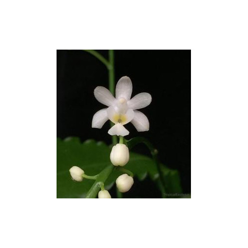 Phalaenopsis deliciosa alba