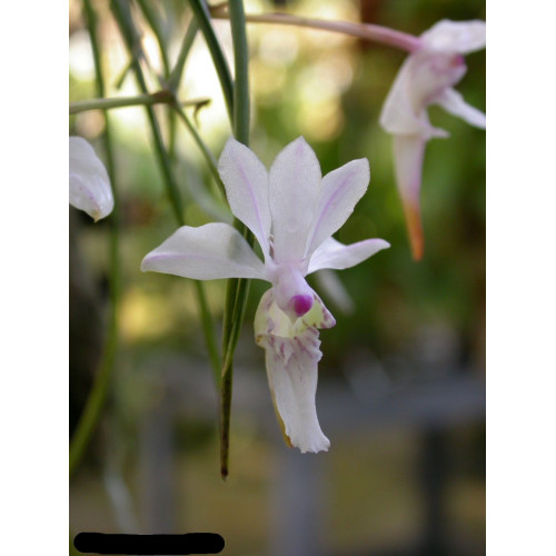 holcoglossum lingulatum