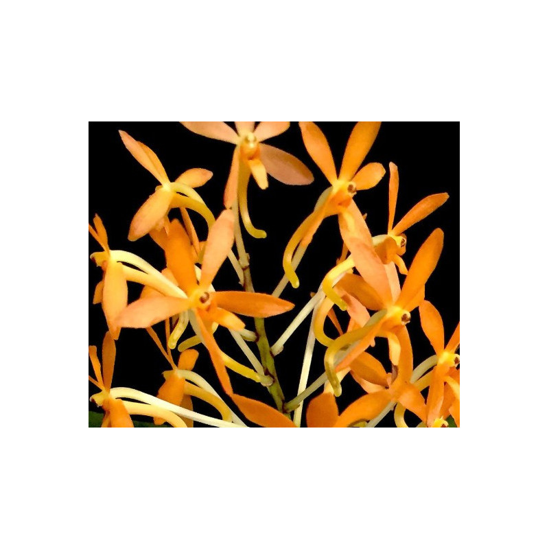ascocentrum miniatum x vanda falcata - vanda Twinkle