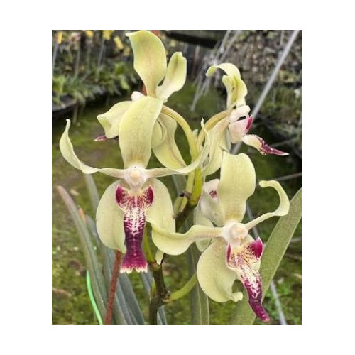 IMPORT - Paravanda cinnamon crisp - Papilionanda Tan Chay Yan × Vanda tessellata