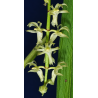 diaphananthe fragrantissima