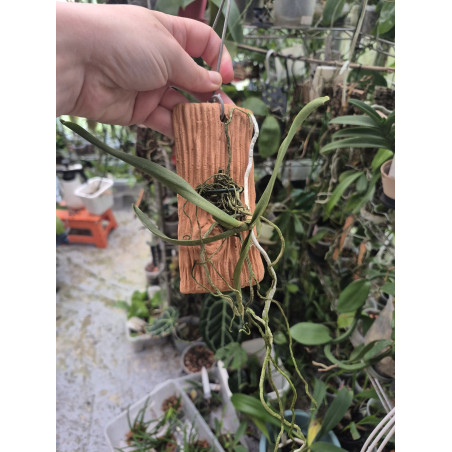 angraecum elephantinum