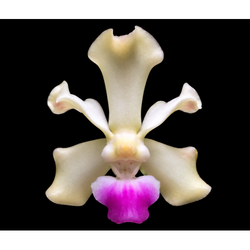 vanda utsii