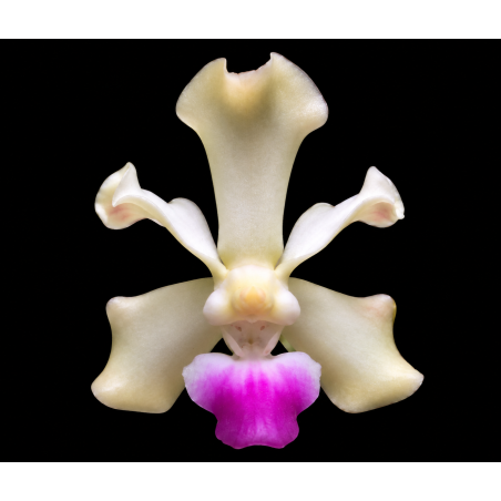 vanda utsii