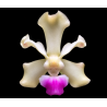 vanda utsii