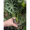 vanda utsii