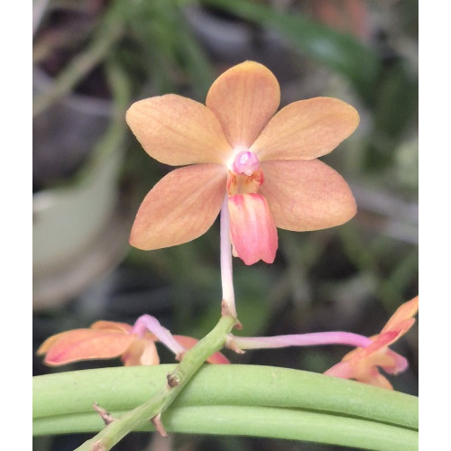 holcoglossum rupestre x vanda curvifolia