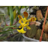 Flacon Orchidée / Orchid flask psychopsis limminghei