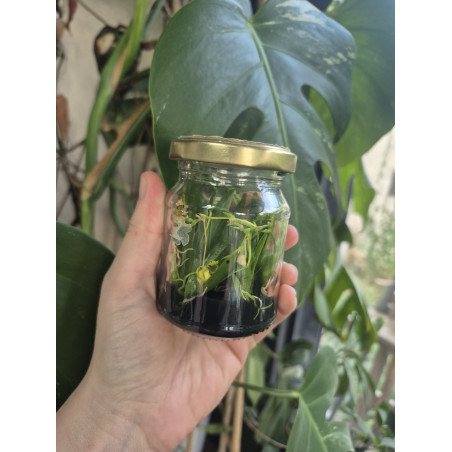 Flacon Orchidée / Orchid flask oncidium pusillum