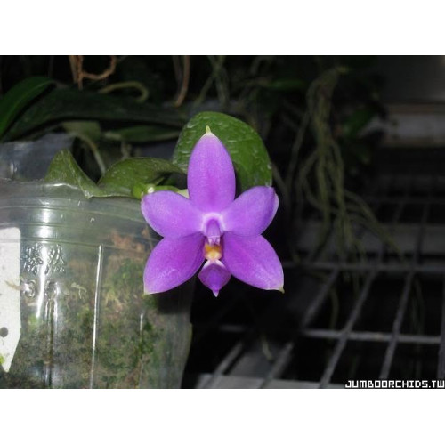 Phalaenopsis violacea var indigo AxB - from Jumbo Orchids