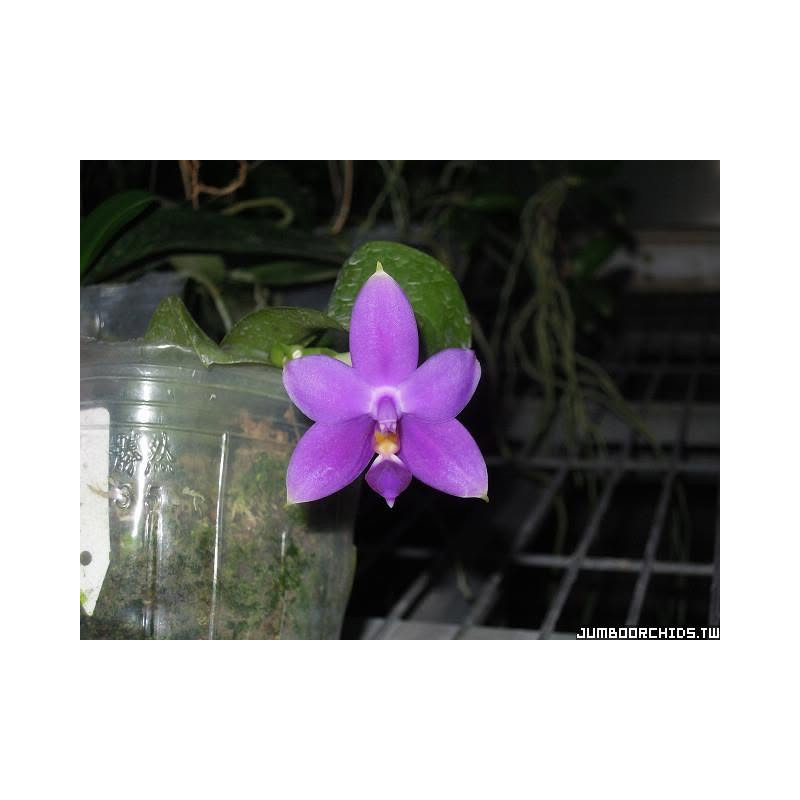 Phalaenopsis violacea var indigo AxB - from Jumbo Orchids