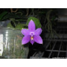 Phalaenopsis violacea var indigo AxB - from Jumbo Orchids