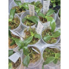 Phalaenopsis violacea var indigo AxB - from Jumbo Orchids