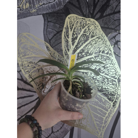 vanda lamellata alba x falcata - Vanda Premier