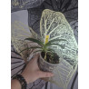 vanda lamellata alba x falcata - Vanda Premier