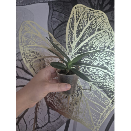 renanthera imschootiana