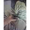 renanthera imschootiana