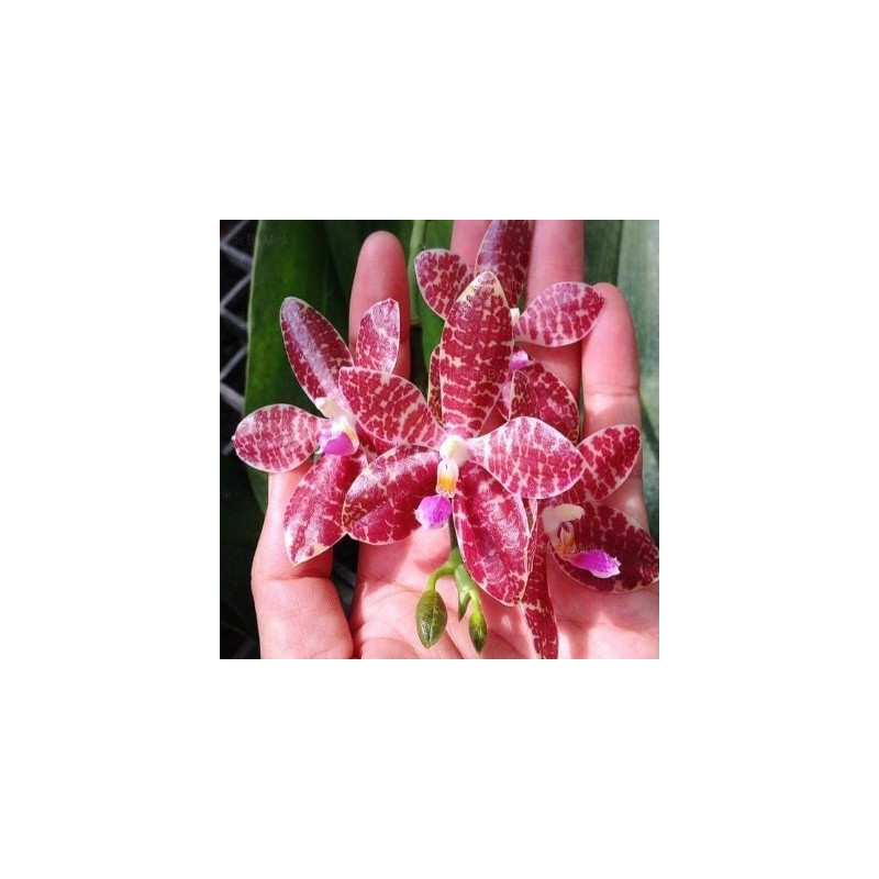 Phalaenopsis gigantea × lueddemanniana