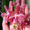 Phalaenopsis gigantea × lueddemanniana