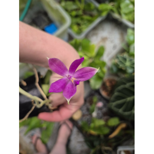 damages leaf - Phalaenopsis Jennifer Palermo