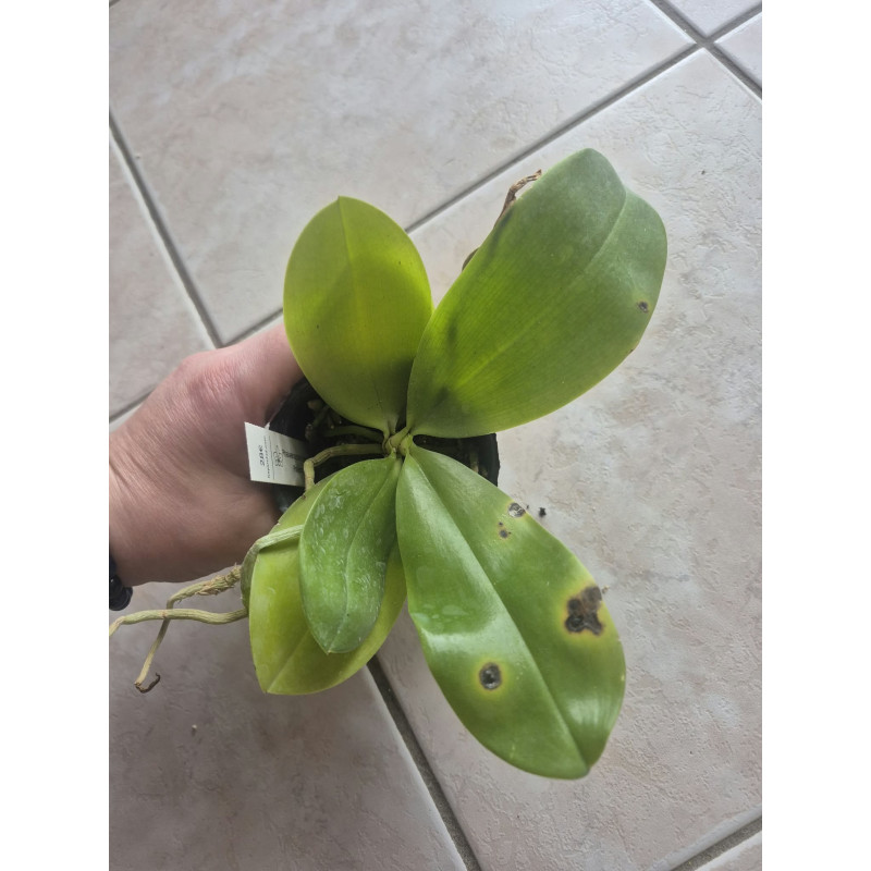 Feuilles abîmées - Phalaenopsis Jennifer Palermo