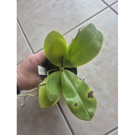 Feuilles abîmées - Phalaenopsis Jennifer Palermo