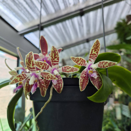 Feuilles abîmées - Phalaenopsis corningiana