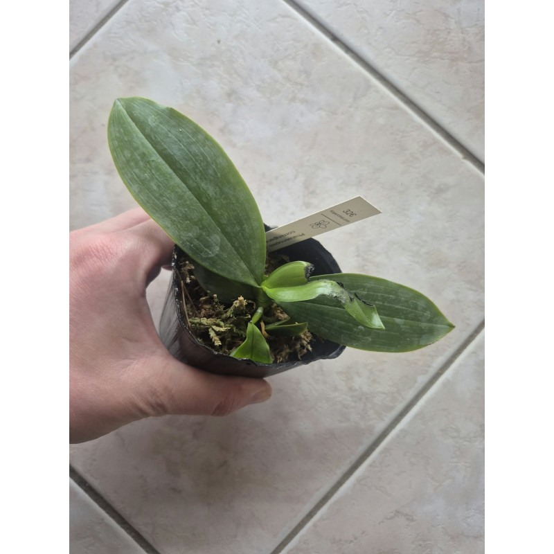 Feuilles abîmées - Phalaenopsis corningiana