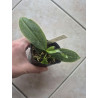 Feuilles abîmées - Phalaenopsis corningiana