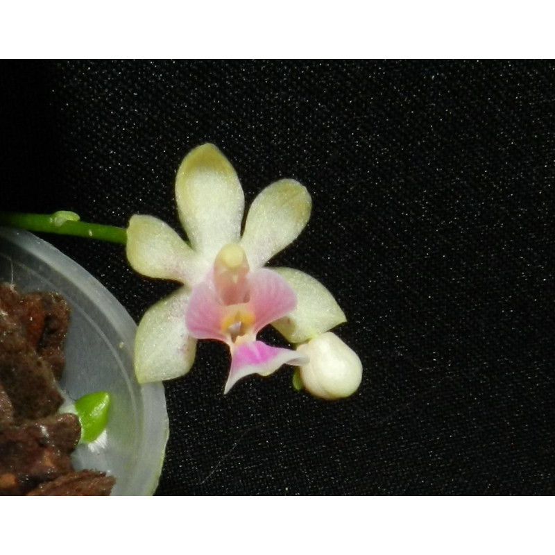 Phalaenopsis deliciosa var hookerianum