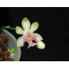 Phalaenopsis deliciosa var hookerianum