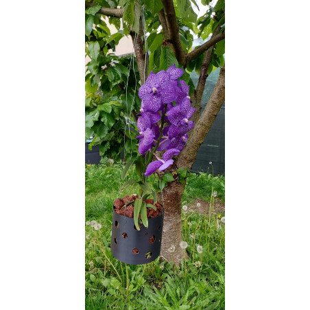 Pot Kay Orchid - Wonder Vanda