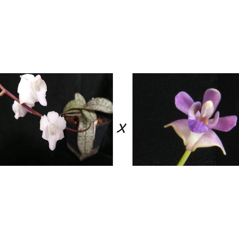 Flacon Orchidée / Orchid flask phalaenopsis pulcherrima marmorata var alba x pulcherrima coerulea