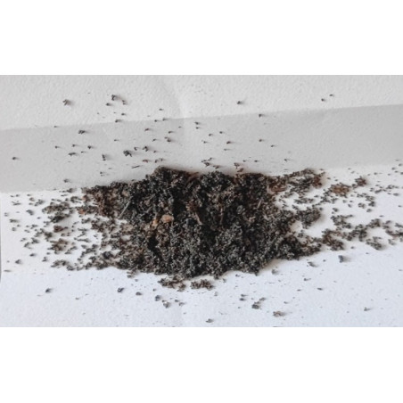 Orchids seeds
