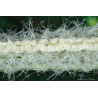 Orchids seeds