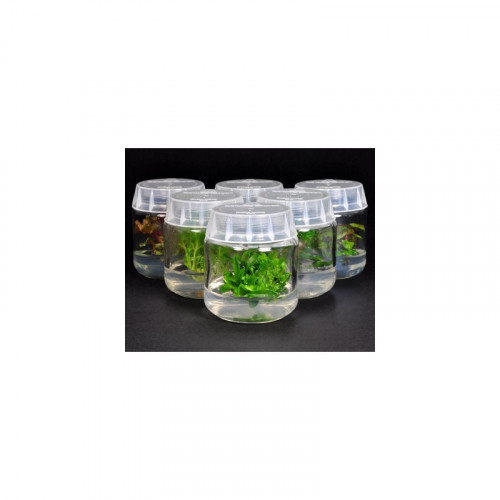 Magenta Caps - Baby food jar closure x 10