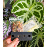 Repotting kit out of bottle for baby / young orchid